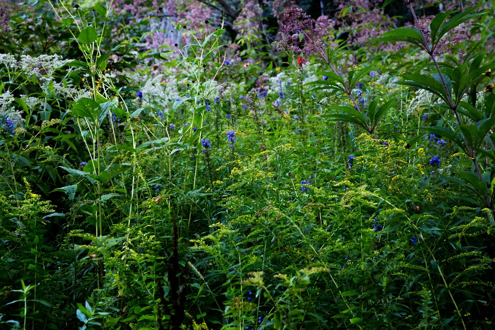 Food Foraging Meadow by Natalie DeNormandie - Photo 11