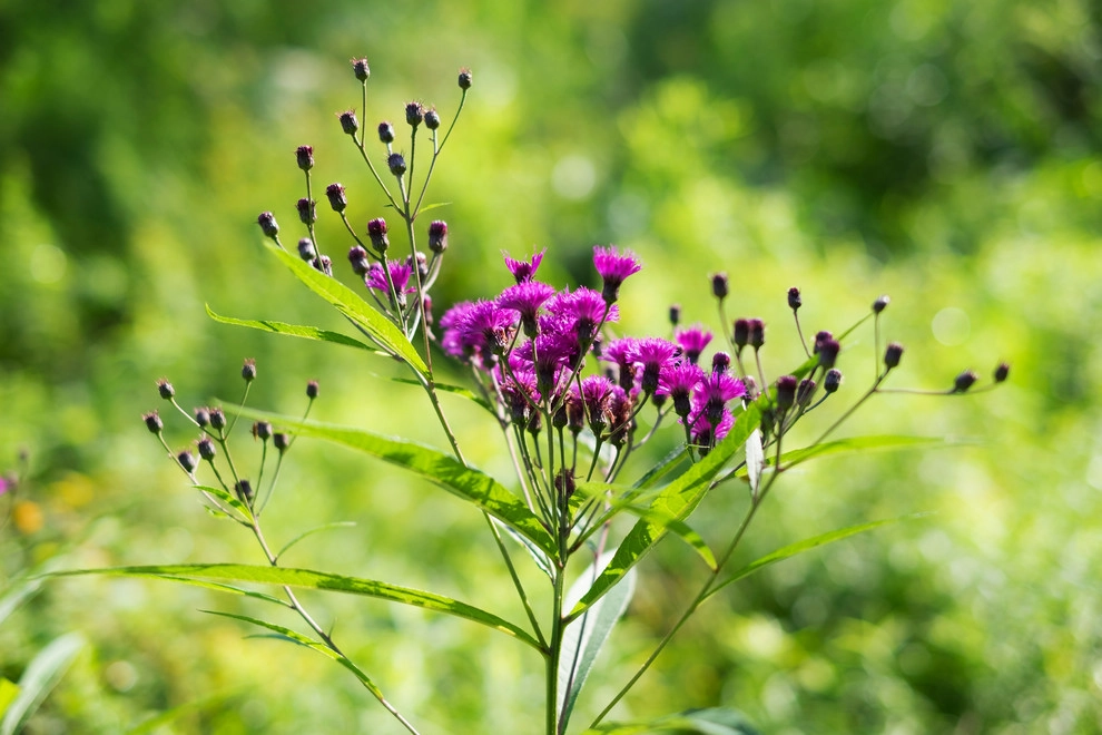 Food Foraging Meadow by Natalie DeNormandie - Photo 7