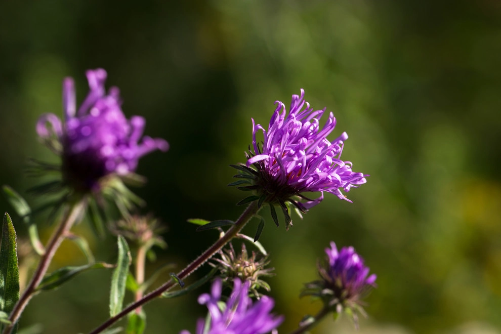 Food Foraging Meadow by Natalie DeNormandie - Photo 8