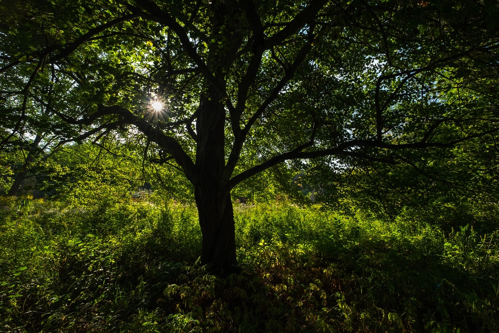Food Foraging Meadow by Natalie DeNormandie - Photo 14