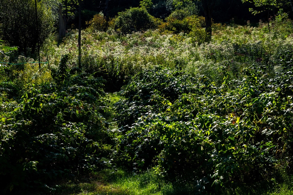 Food Foraging Meadow by Natalie DeNormandie - Photo 2