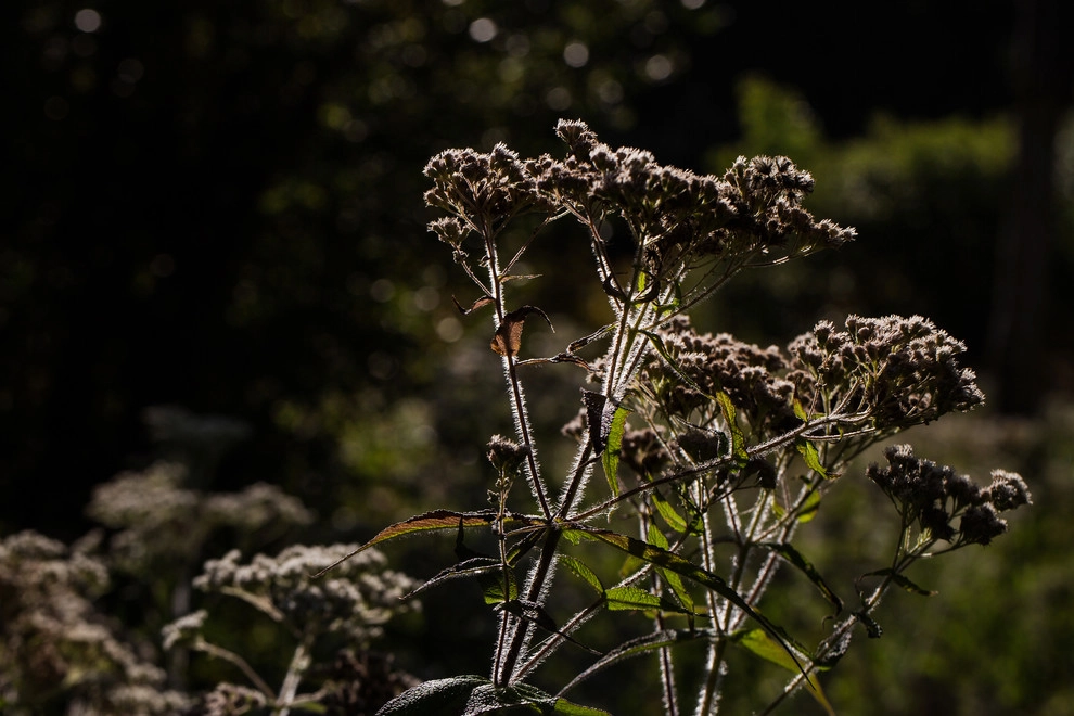 Food Foraging Meadow by Natalie DeNormandie - Photo 9