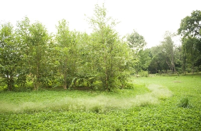 Edible Estate by Natalie DeNormandie - Photo 15
