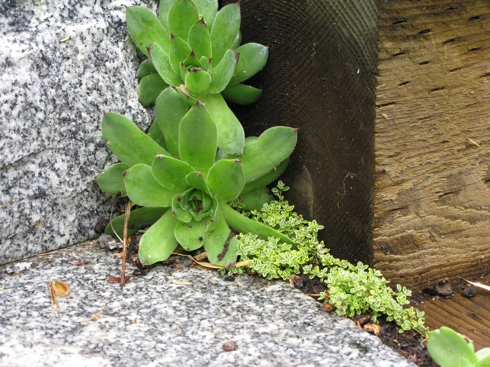 Provincetown in Arlington by Natalie DeNormandie - Photo 8