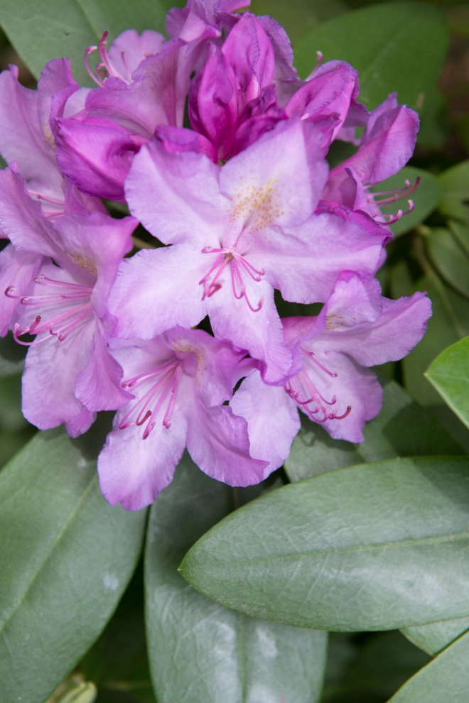 Grasshopper Lane by Natalie DeNormandie - Photo 7