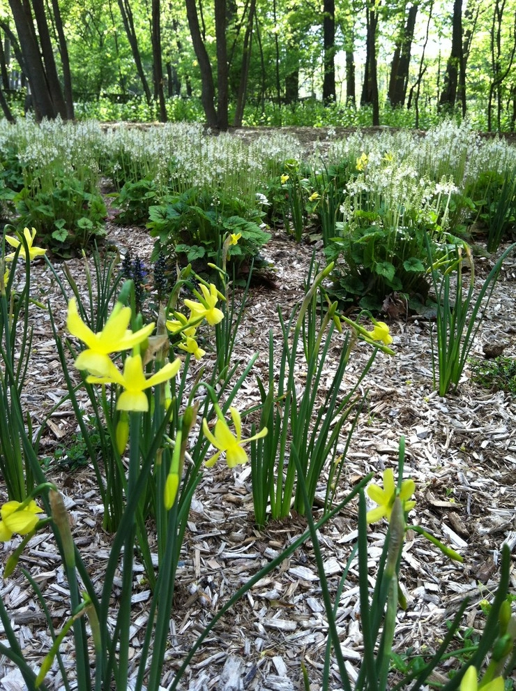 Newton Lower Falls Woodland Garden by Natalie DeNormandie - Photo 10