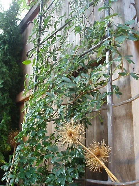 Oleana Restaurant Outdoor Patio by Natalie DeNormandie - Photo 7