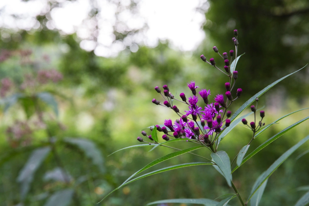 Food Foraging Meadow by Natalie DeNormandie - Photo 12