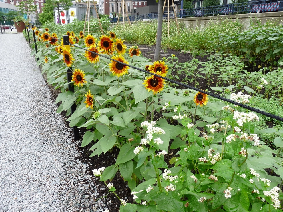 Rose Kennedy Greenway Installation Garden by Natalie DeNormandie - Photo 3