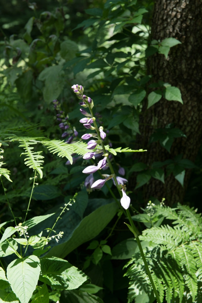 Grasshopper Lane by Natalie DeNormandie - Photo 12
