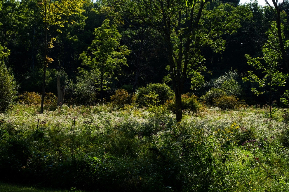 Food Foraging Meadow by Natalie DeNormandie - Photo 4