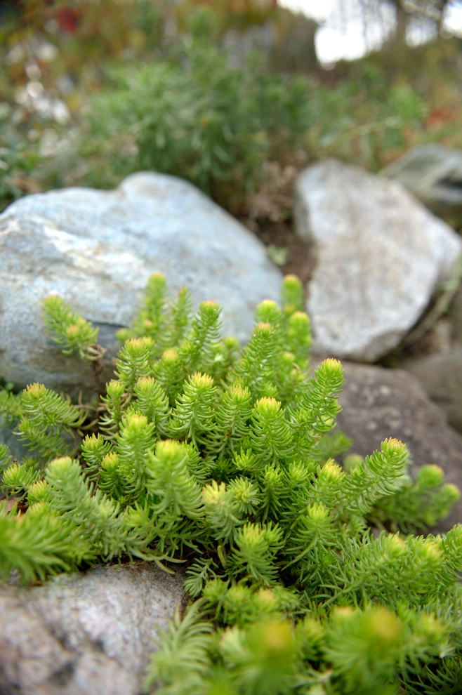 Auburndale Patio and Rock Garden by Natalie DeNormandie - Photo 7