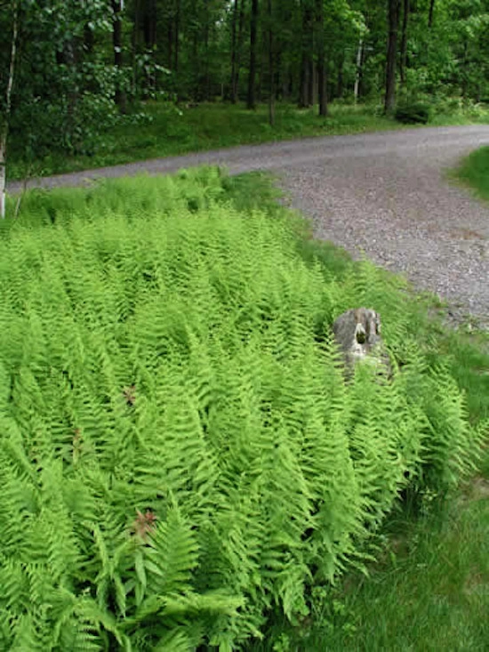 Onsite Design by Native Landscapes Inc - Photo 4