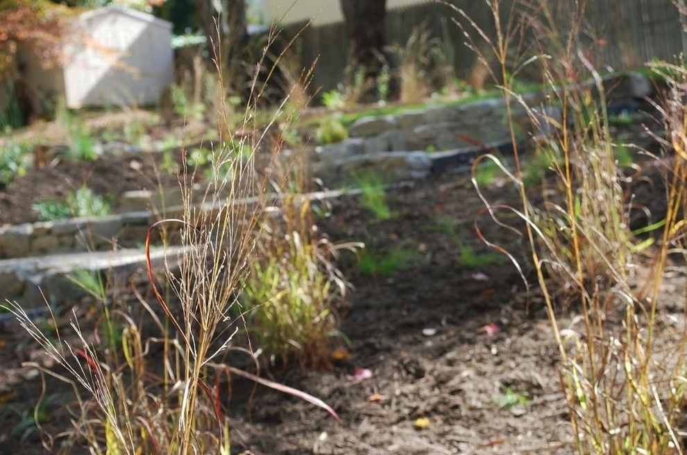 Falls Church Backyard by Native Plant Landscape Design Corp - Photo 19