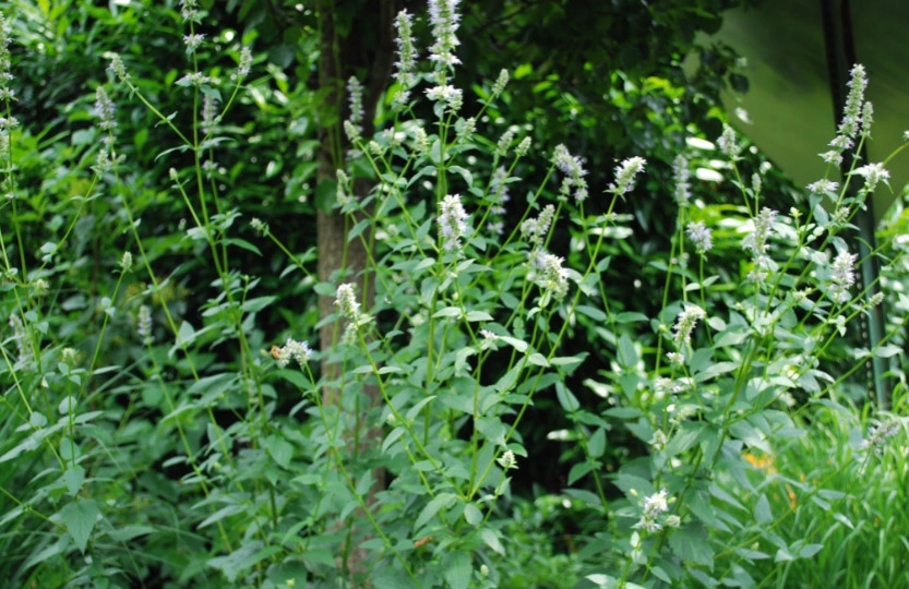 Side Yard Garden Design & Build | Falls Church VA by Native Plant Landscape Design Corp - Photo 7