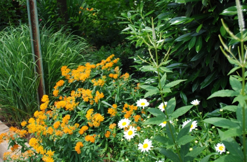 Side Yard Garden Design & Build | Falls Church VA by Native Plant Landscape Design Corp - Photo 12