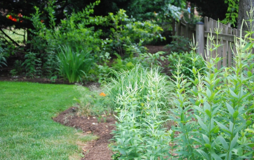 Side Yard Garden Design & Build | Falls Church VA by Native Plant Landscape Design Corp - Photo 9