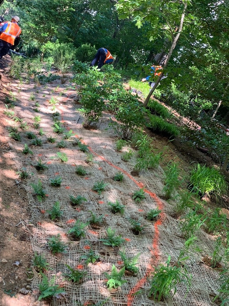 Reston Front Yard Garden by Native Plant Landscape Design Corp - Photo 6