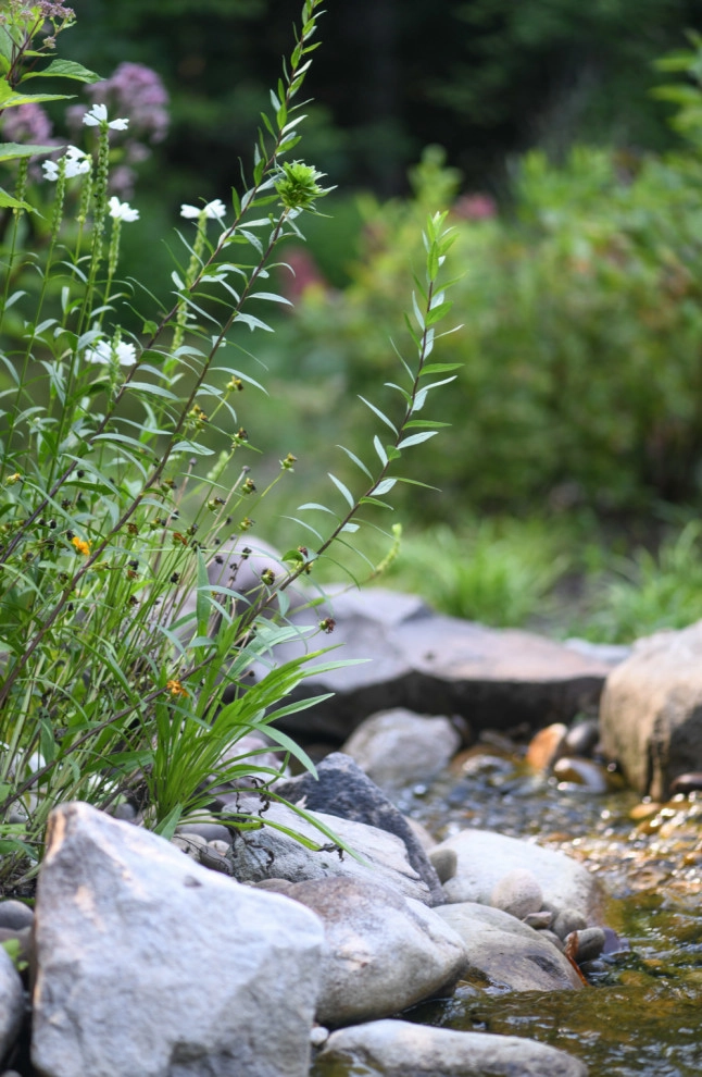Pollinator Garden McLean, Va by Native Plant Landscape Design Corp - Photo 13