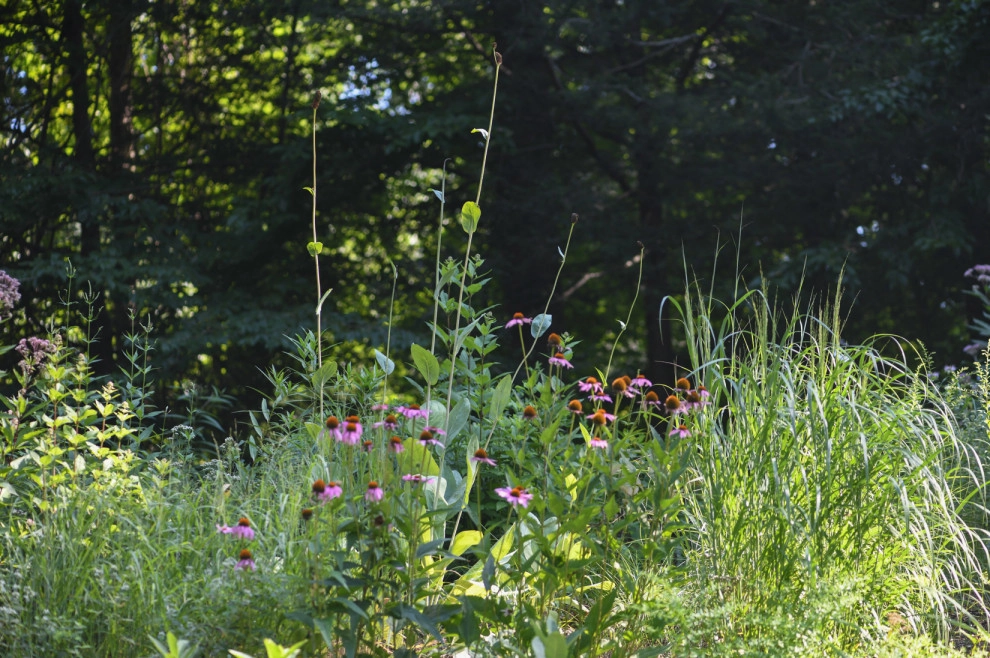 Pollinator Garden McLean, Va by Native Plant Landscape Design Corp - Photo 11
