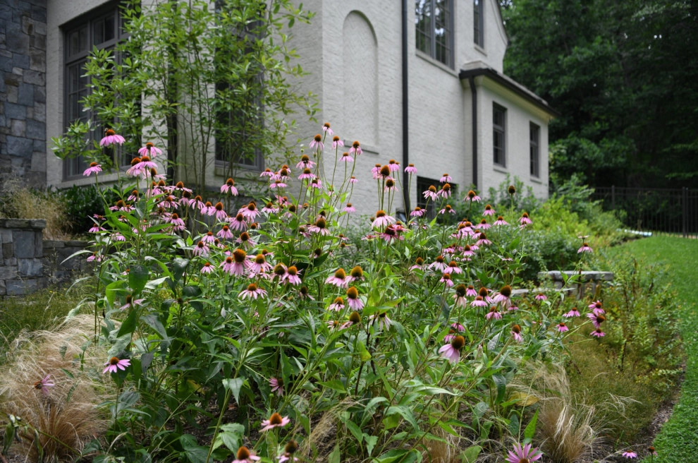 Pollinator Garden McLean, Va by Native Plant Landscape Design Corp - Photo 7