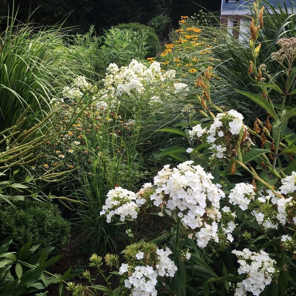 Side Yard Garden | Falls Church City VA by Native Plant Landscape Design Corp - Photo 2