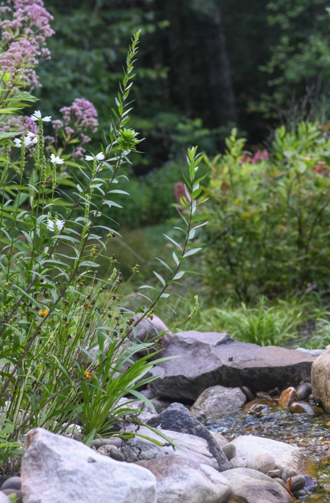 Pollinator Garden McLean, Va by Native Plant Landscape Design Corp - Photo 3