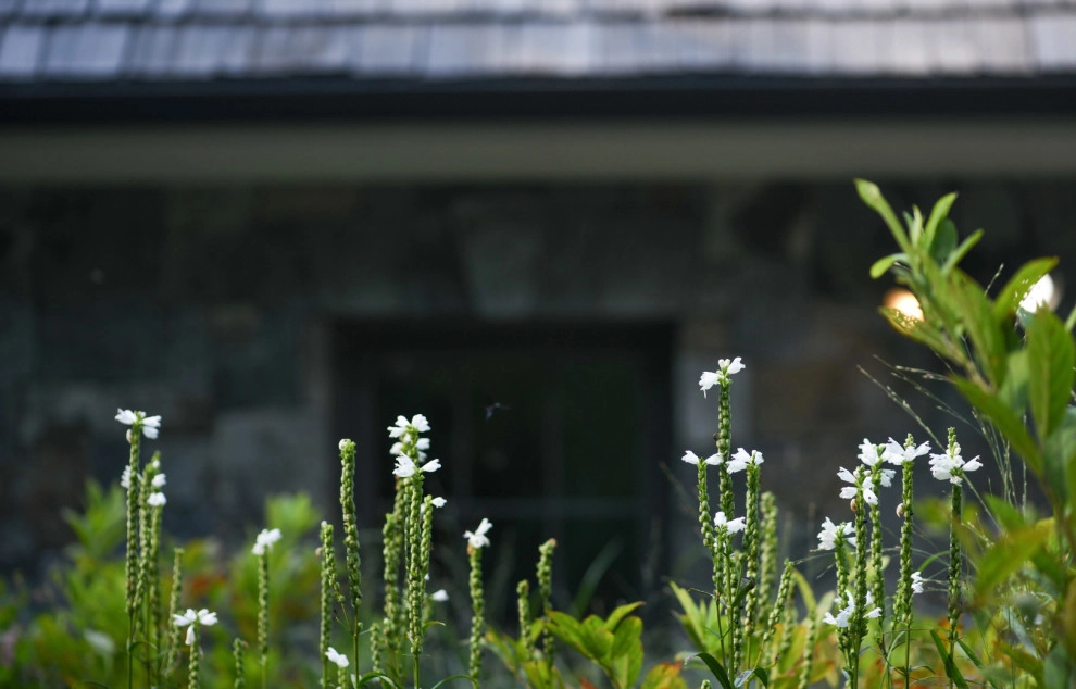 Pollinator Garden McLean, Va by Native Plant Landscape Design Corp - Photo 4