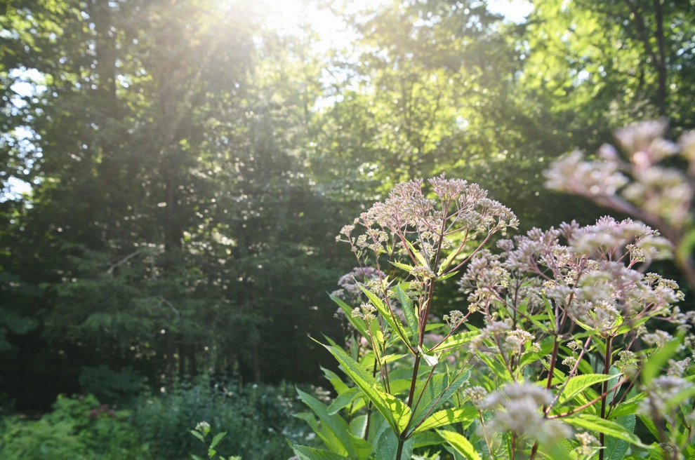 Pollinator Garden McLean, Va by Native Plant Landscape Design Corp - Photo 5