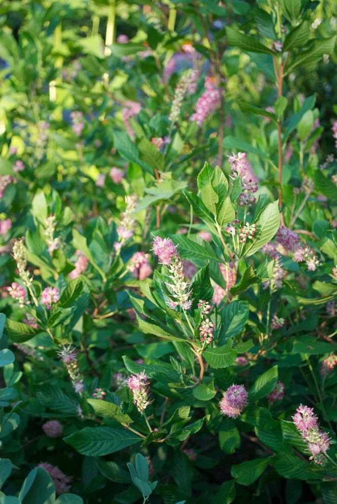 Native Plant Landscape Design Corp - Photo 11