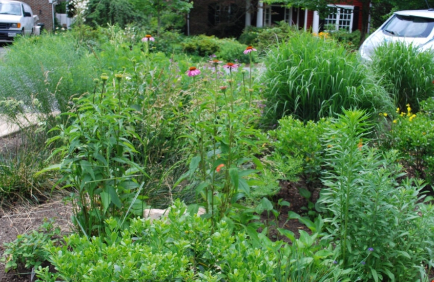 Side Yard Garden Design & Build | Falls Church VA by Native Plant Landscape Design Corp - Photo 4
