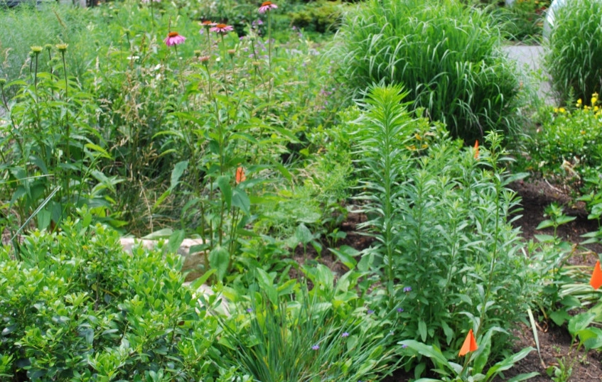 Side Yard Garden Design & Build | Falls Church VA by Native Plant Landscape Design Corp - Photo 16