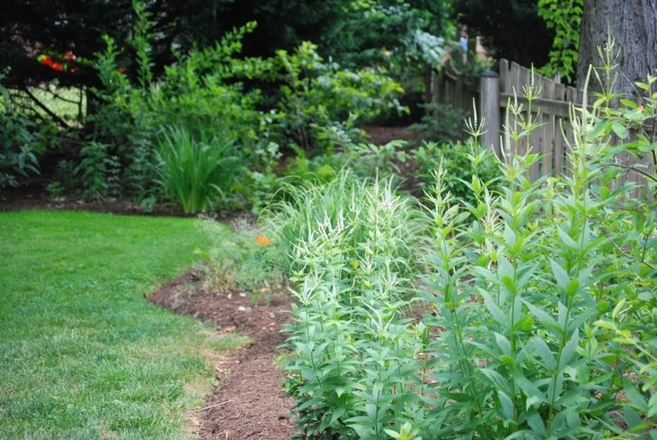 City Backyard Garden | Falls Church VA by Native Plant Landscape Design Corp - Photo 2