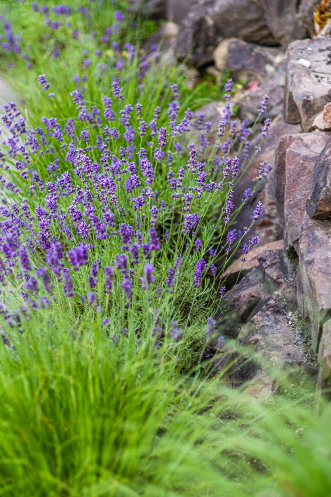 Mercer Island - Layered Planting Design by Natural Greenscapes LLC - Photo 3