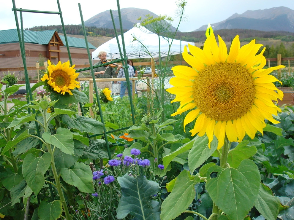 Silvana's Community Garden in Silverthorne, CO by Neils Lunceford, Inc. - Photo 17