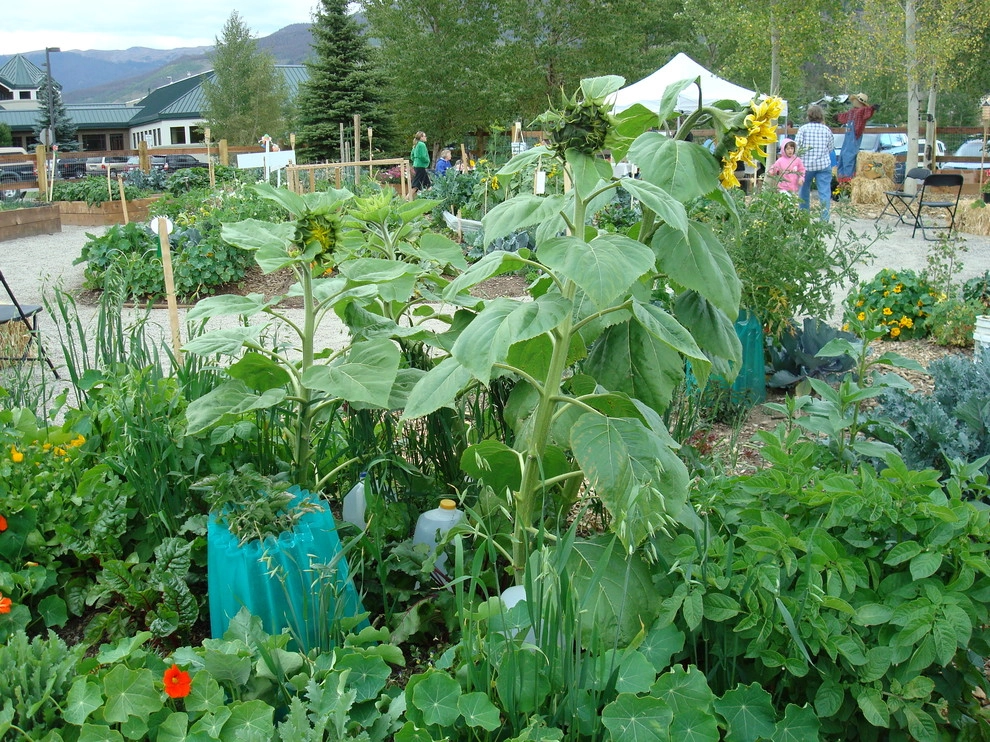 Silvana's Community Garden in Silverthorne, CO by Neils Lunceford, Inc. - Photo 21