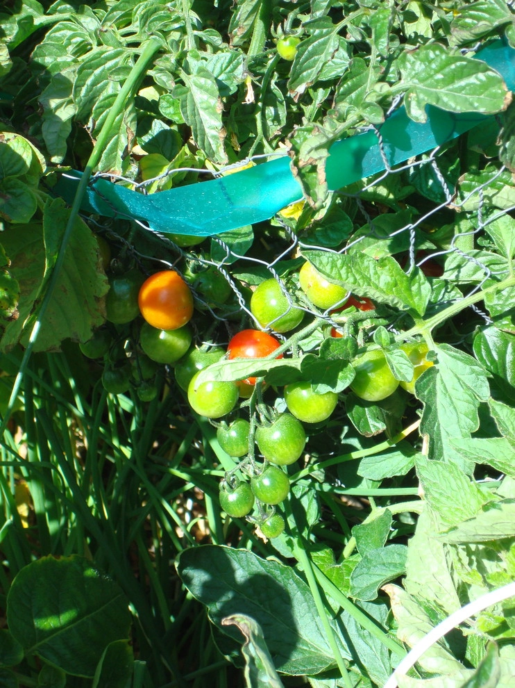 Silvana's Community Garden in Silverthorne, CO by Neils Lunceford, Inc. - Photo 13