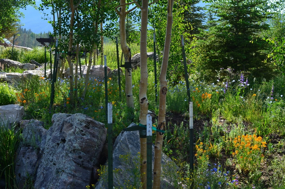 Design - Build Mountain Home Landscape in Summit County, CO by Neils Lunceford, Inc. - Photo 26