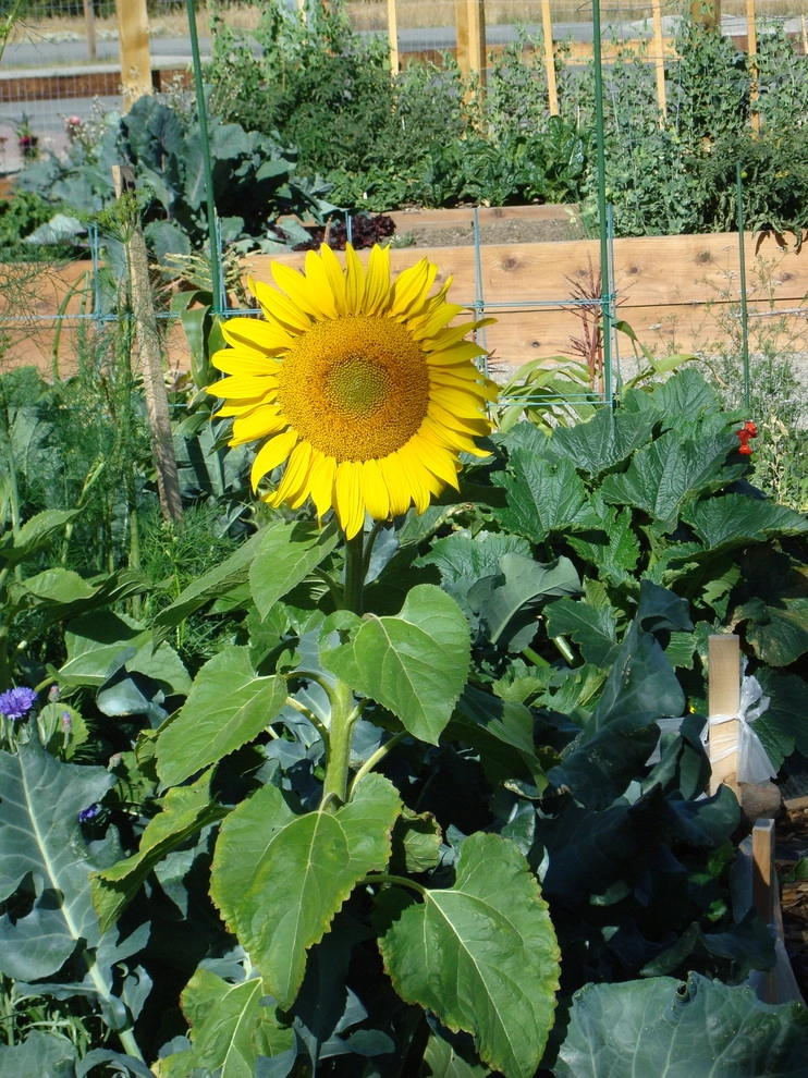 Silvana's Community Garden in Silverthorne, CO by Neils Lunceford, Inc. - Photo 16