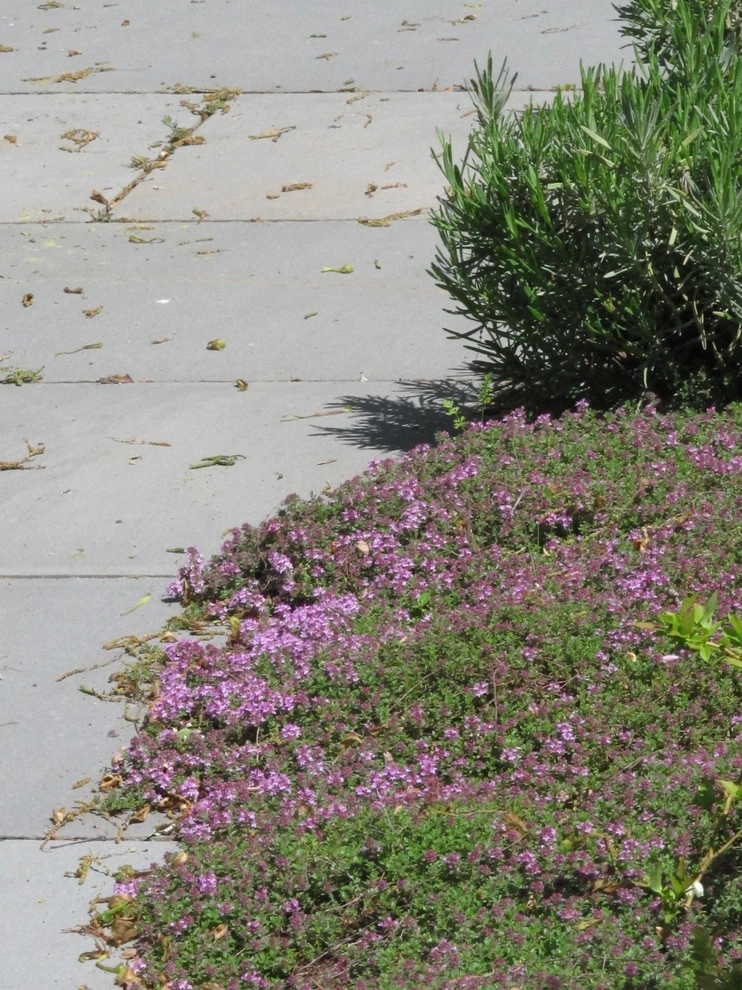 Belmont No Lawn Front Yard by Nilsen Landscape Design, LLC - Photo 8