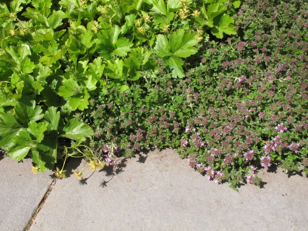 Belmont No Lawn Front Yard by Nilsen Landscape Design, LLC - Photo 7