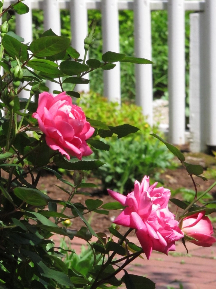 Wellesley Cottage Garden by Nilsen Landscape Design, LLC - Photo 10