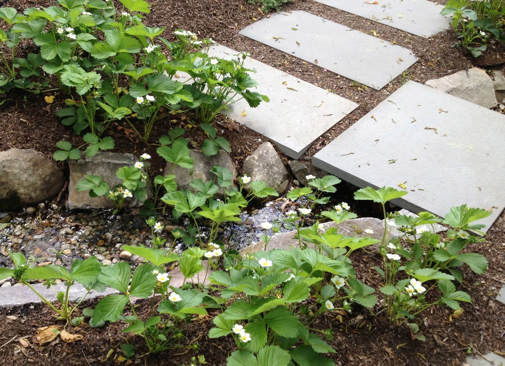 Belmont No Lawn Front Yard by Nilsen Landscape Design, LLC - Photo 9