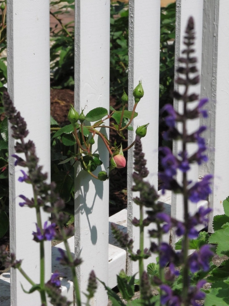 Wellesley Cottage Garden by Nilsen Landscape Design, LLC - Photo 8