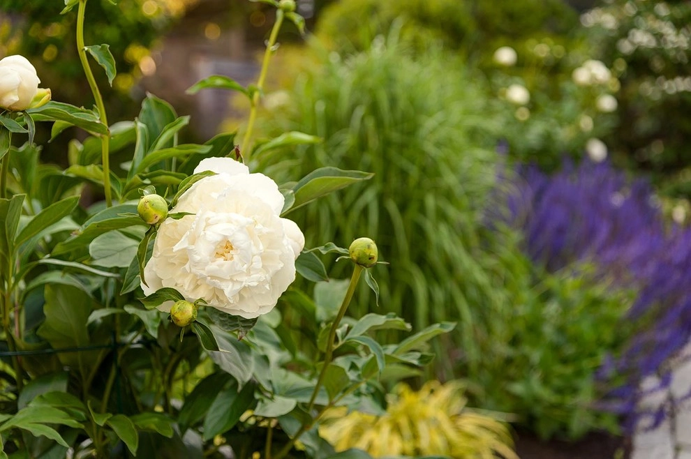 Watertown Garden by Nilsen Landscape Design, LLC - Photo 2