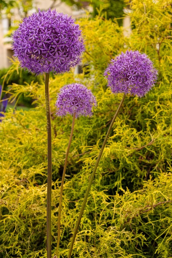 Watertown Garden by Nilsen Landscape Design, LLC - Photo 9
