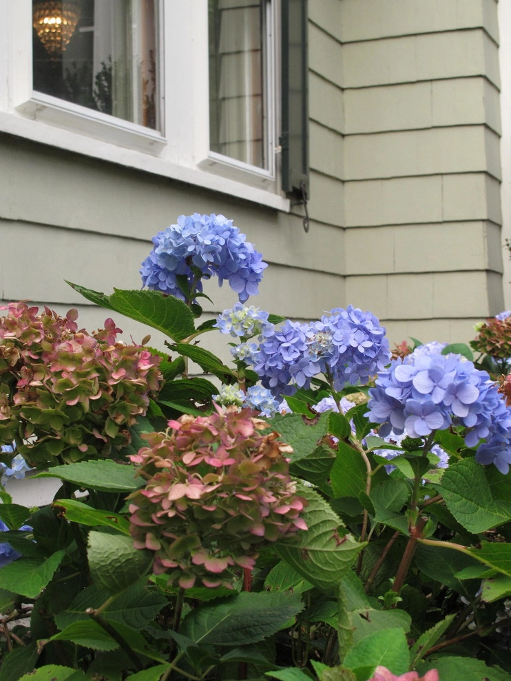 Wellesley Landscape Renovation by Nilsen Landscape Design, LLC - Photo 6