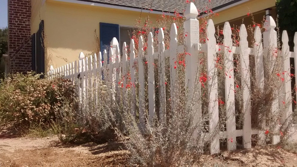 Native Plant Landscape in Santa Ana by Back To Natives - Photo 7