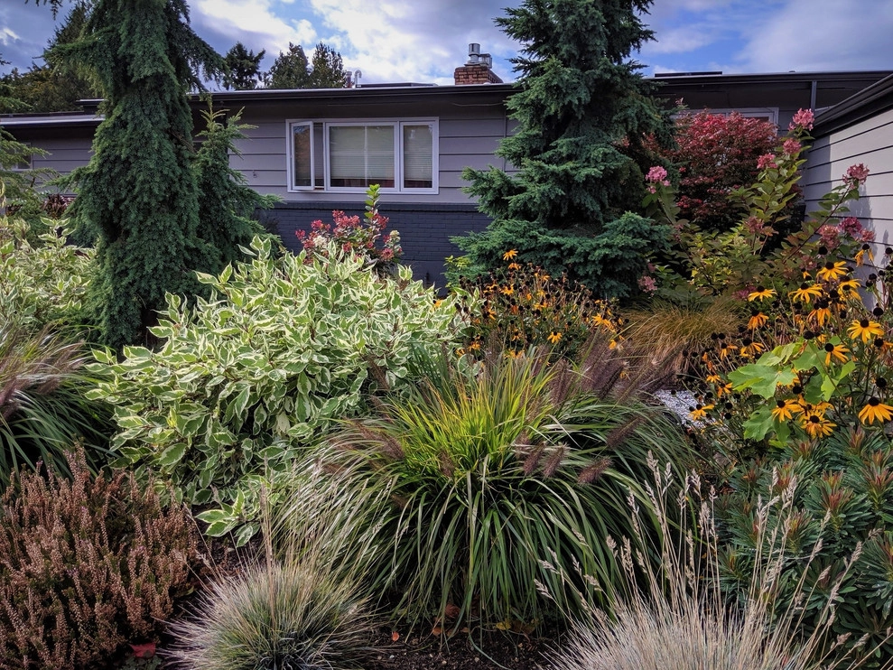 Broadview Mid-Century Makeover by Olander Garden Design - Photo 5