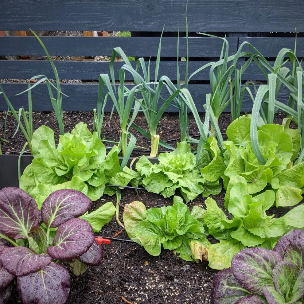 Sunset Hill Edible Garden by Olander Garden Design - Photo 7
